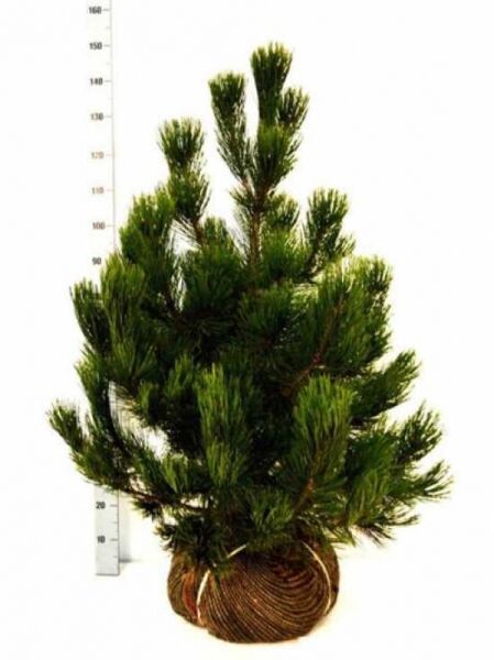 Pinus heldreichii (Schlangenhaut-Kiefer, Panzer-Kiefer) 80–100 cm, mehrtriebige Kiefer im Wurzelballen mit grünen Nadeln