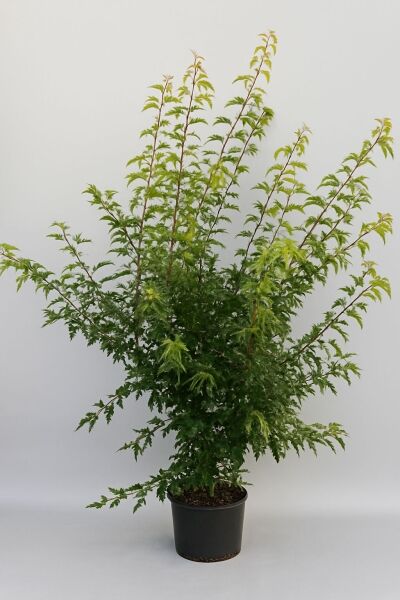 Toringo-Apfel 'Brouwers Beauty' / Toringo-Apfel 'Brouwers Beauty'