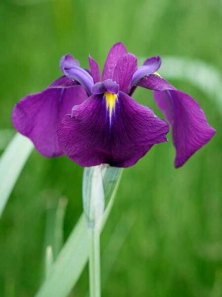 Japanische Sumpf-Iris 'Variegata' / Iris kaempferi 'Variegata'