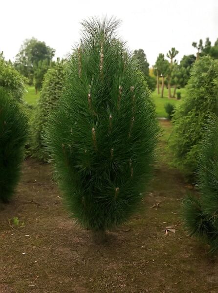 Pinus nigra 'Fastigiata' / Säulen-Schwarz-Kiefer, aufrecht wachsender Nadelbaum mit dichtem, dunkelgrünem Nadelkleid, 150-175 cm m. Db.