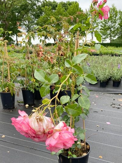 Rosa 'Harlekin' ® / Kletterrose 'Harlekin' ® C5 im Topf mit rosa Blüten und grünem Laub an Rankhilfe