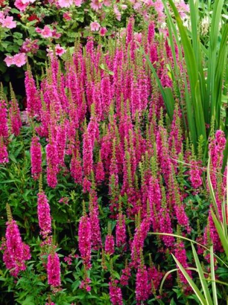 Lythrum salicaria 'Robert' / Blut-Weiderich