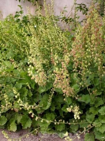Falsche Alraunwurzel  / Tellima grandiflora