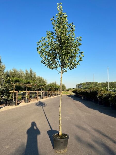 Birne „Gute Luise“ (Pyrus communis 'Gute Luise'), Hochstamm 12-14 StU im Container, junger Baum mit Rundkrone und grünem Laub.