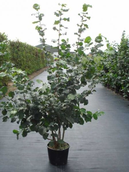 Haselnuss-Strauch 'Halle'sche Riesen' / Corylus 'Halle'sche Riesen'
