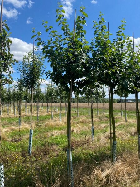 Malus domestica 'Jacob Lebel' / Apfel 'Jacob Lebel' Hochstamm 12-14 StU m. Db., Jungbaum mit Stamm und grünen Blättern
