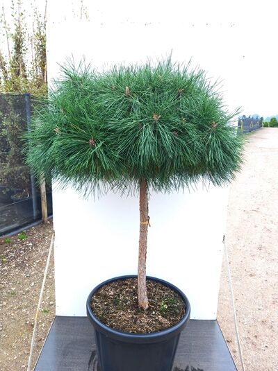 Kugel-Kiefer 'Pierrick Brégeon' - Pinus nigra 'Pierrick Brégeon'