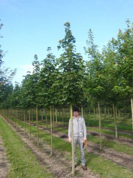 Acer platanoides 'Columnare' (Spitz-Ahorn) Hochstamm 16–18 StU, säulenförmige Krone im Baumschulquartier.