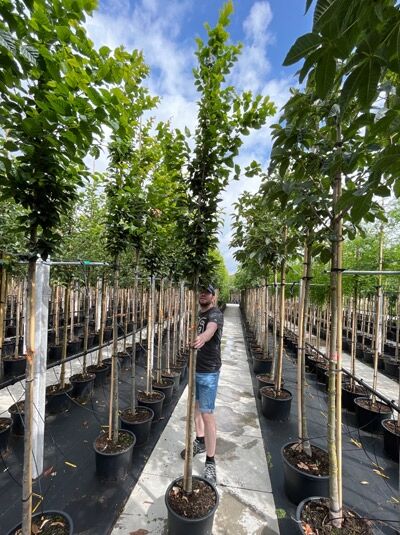 Carpinus betulus 'Fastigiata', Säulen-Hainbuche als Hochstamm 8-10 StU im Container, schlanker aufrechter Wuchs, grünes Laub.