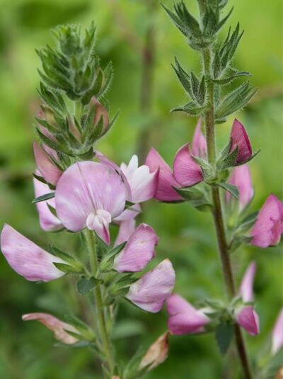 Hauhechel / Ononis spinosa