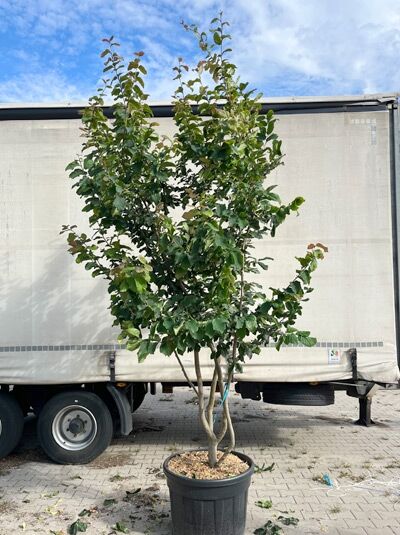 Eisenholzbaum / Parrotie 250-300 cm / Parrotia persica mehrstämmig (1577323)