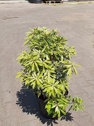 Pieris japonica 'Flaming Silver' / Japanische Lavendelheide 'Flaming Silver', buschige Pflanze im Container C10, 40–50 cm