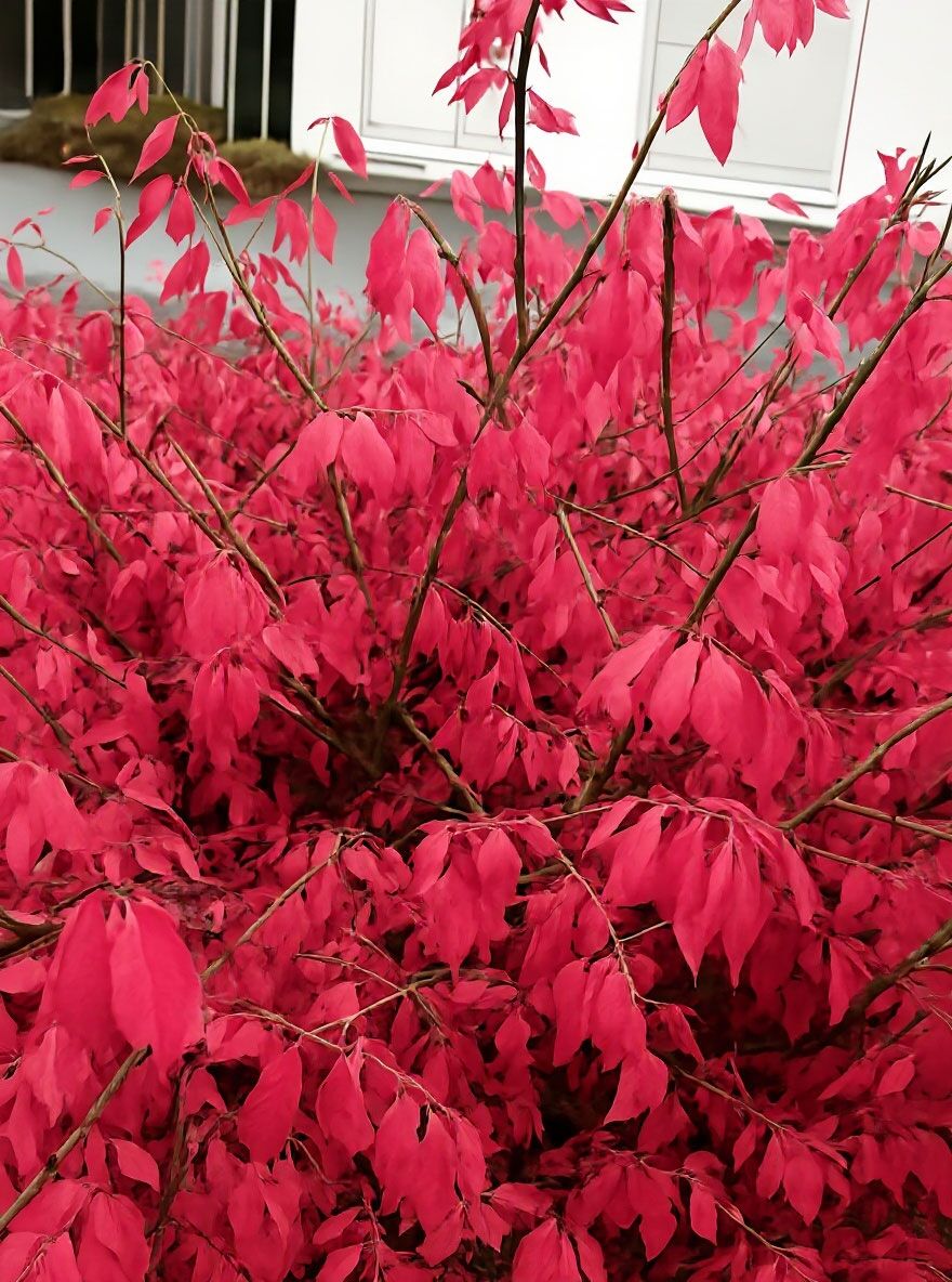 Geflgeltes Pfaffenhtchen / Korkspindel - Euonymus alatus - Baumschule  NewGarden