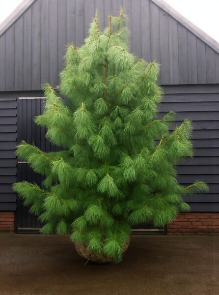 Pinus wallichiana (Tränen-Kiefer) 350-400 cm m. Db., immergrüne Kiefer mit langen, weichen Nadeln im Ballen.
