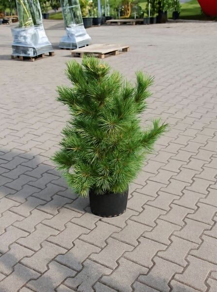 Pinus cembra (Zirbel-Kiefer/Arve) 60–80 cm, C20 im Pflanztopf, buschiger Nadelbaum mit dichtem Wuchs.