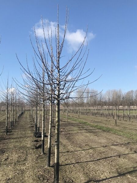 Malus domestica 'Jacob Lebel' / Apfel 'Jacob Lebel' Hochstamm 18-20 StU, laubfreier Obstbaum mit Krone im Feldbestand