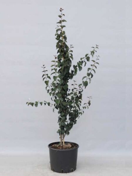 Katsurabaum „Rotfuchs“ (Cercidiphyllum japonicum 'Rotfuchs') im schwarzen Pflanztopf, mehrtriebig, mit grünem Laub.