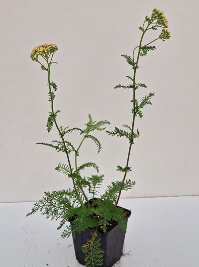 Schafgarbe Achillea millefolium 'Lachsschönheit' im Topf P9, grüne gefiederte Blätter, aufrechte Stiele mit gelblichen Blütendolden.