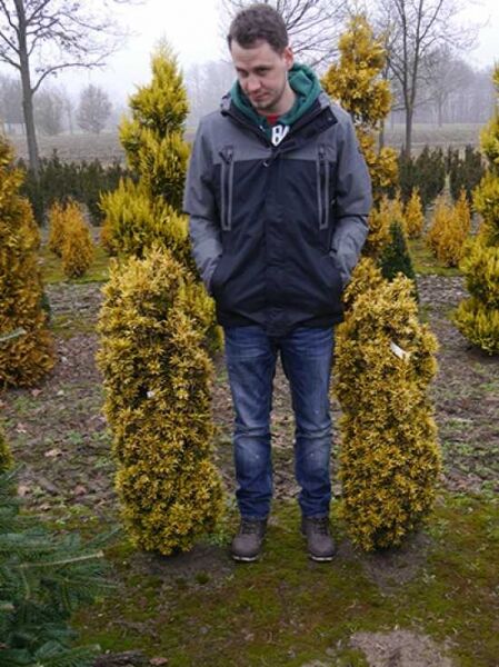 Taxus baccata 'Standishii' / Säulen-Eibe 'Standishii', 100–120 cm, mit Ballen, säulenförmiger Nadelgehölz-Strauch im Feld.