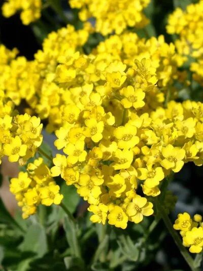 Steinkraut / Alyssum saxatile Compactum