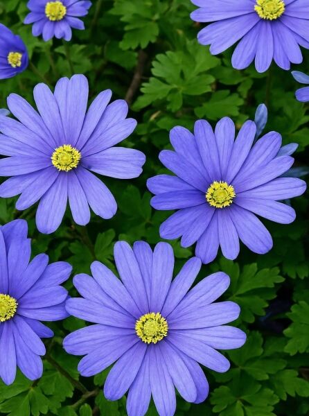 Strahlenanemone  / Strahlenanemone 