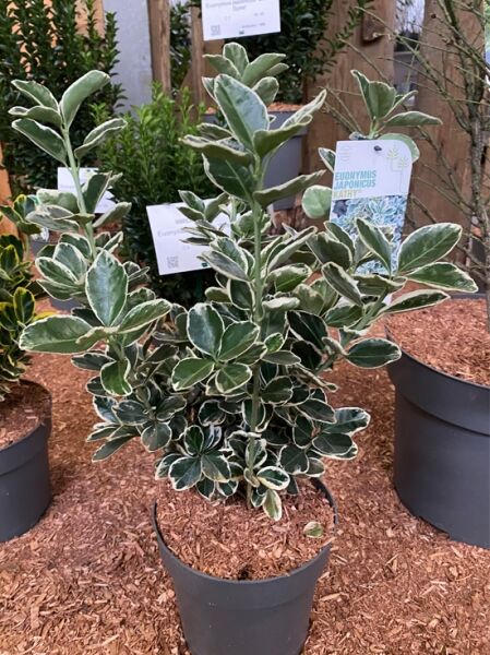 Japanspindel 'Kathy' / Euonymus japonicus 'Kathy'