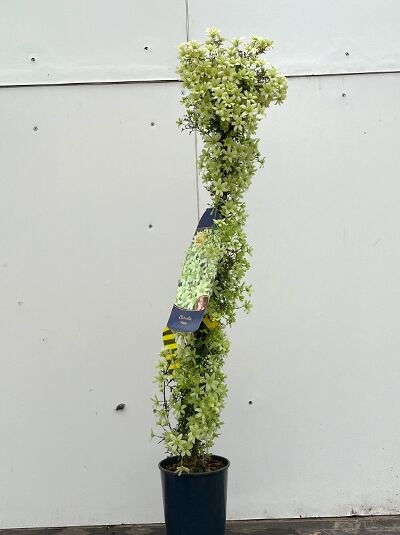 Immergrüne Waldrebe Clematis forsteri 'Pixie', 60–100 cm, im C2-Topf am Stab mit grünem Laub und kleinen weißen Blüten.