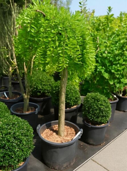 Sophora japonica 'Pendula' – Hängender Perlschnurbaum, 100 cm Stamm, im Topf mit überhängender Krone und grünen Blättern