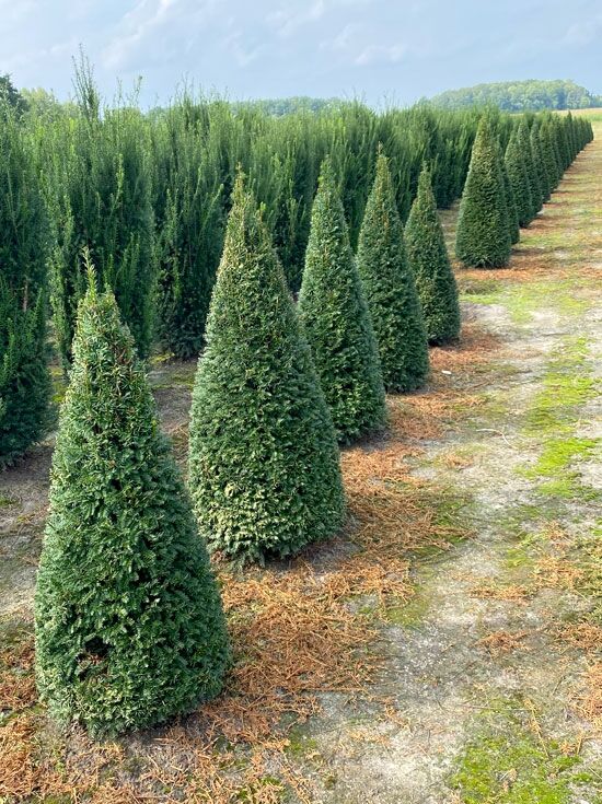Heimische Eibe 'Kegel' - Taxus baccata 'Kegel' - Baumschule NewGarden