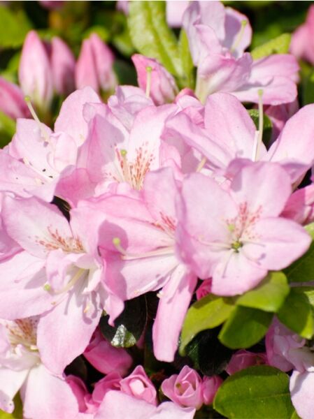 Rhododendron obtusum 'Negligé' (Syn. Hachneg, Dalina, Nele) / Japanische Azalee 'Negligé'
