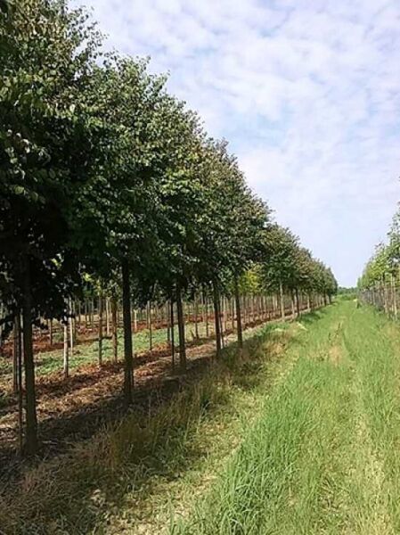 Cercidiphyllum japonicum (Judasblatt/Kuchenbaum/Katsurabaum) Hochstamm 20-25 StU, Reihe von Bäumen mit runder Krone.