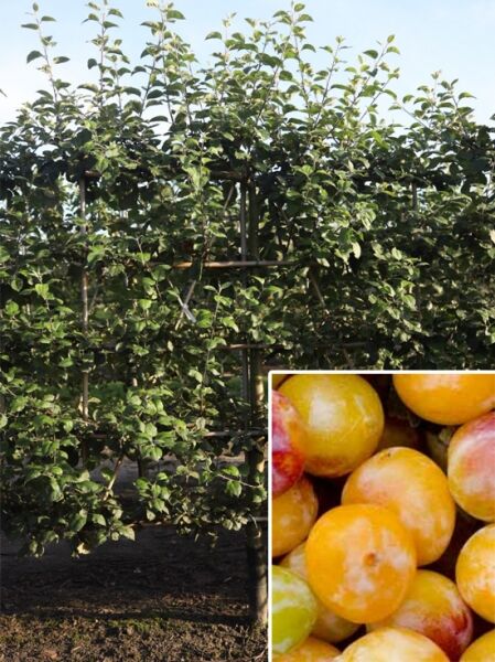 Prunus domestica 'Mirabelle de Nancy' Gelbe Zwetschge, Mirabelle Boden-Spalier, Spalierbaum mit grünem Laub und gelben Früchten