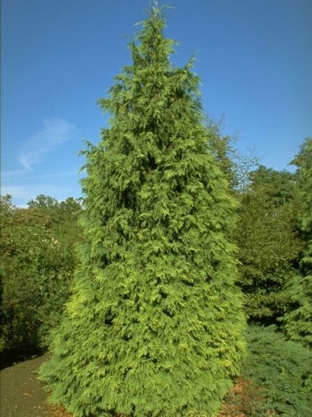 Nootkazypresse 'Aurea' / Chamaecyparis nootkatensis 'Aurea'