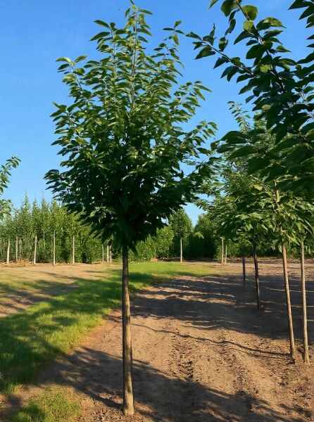 Süßkirsche 'Burlat' (Prunus avium 'Burlat') Hochstamm 20-25 StU mit durchgehendem Stamm und grüner Krone.