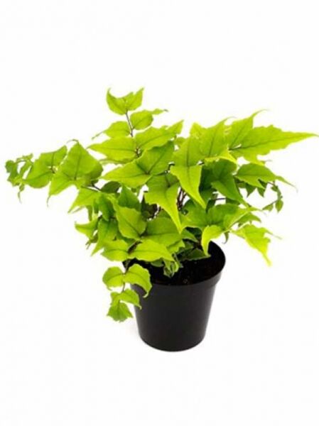 Cyrtomium falcatum var. Clivicola (Fortuneis-Sichelfarn) im schwarzen Topf mit grünen, gefiederten Farnwedeln.