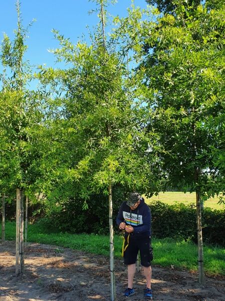 Quercus phellos (Weiden-Eiche), Hochstamm 18-20 StU m. Db., Baum mit schmalen weidenartigen Blättern und Stammstützen