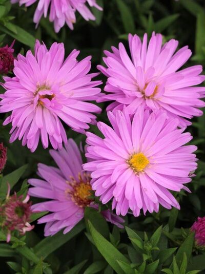 Aster dumosus 'Rosenwichtel' / Kissen-Aster