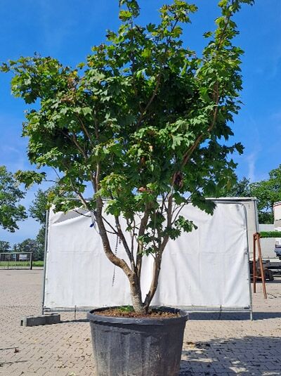 Weinblättriger Japan-Ahorn (Acer japonicum 'Vitifolium') 200-250 cm im Container C230, mehrstämmiger Baum mit gelappten Blättern