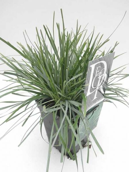Sesleria caerulea (Moor-Kopfgras) im C1-Topf, horstbildendes Ziergras mit schmalen blaugrünen Blättern