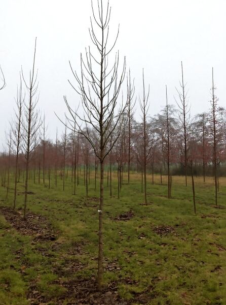 Tulpen-Magnolie (Magnolia soulangiana) Hochstamm 18-20 StU, junger laubloser Baum mit geradem Stamm und Kronenansatz.