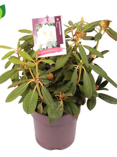 Rhododendron 'Porzellan' / Rhododendron yakushimanum 'Porzellan'