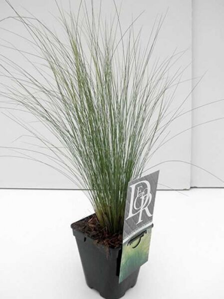 Stipa tenuissima 'Ponytails' (Nassella tenuissima) – Frauenhaargras Zartes Federgras 'Ponytails' im C1-Topf mit feinen Halmen