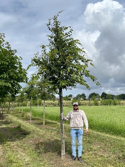 Zelkova serrata, Japanische Zelkove (Keakibaum) Hochstamm 20–25 StU, Baum mit aufrechtem Stamm und belaubter Krone
