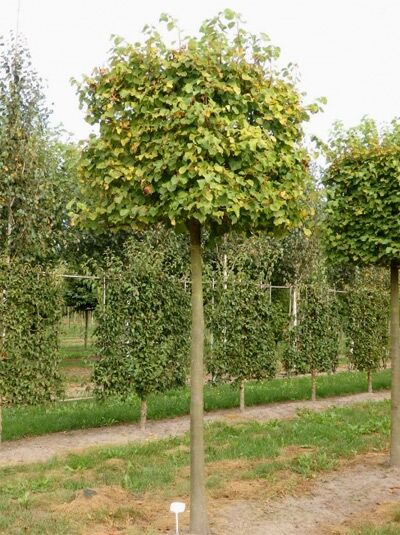 Tilia cordata Winter Orange 'Kubus' / Winter-Linde 'Winter Orange' H:130 B:130 T:130 (220 cm Stamm)
