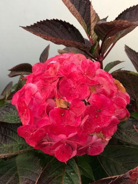 Teller-Hortensie 'Preziosa' / Hydrangea serrata 'Preziosa'