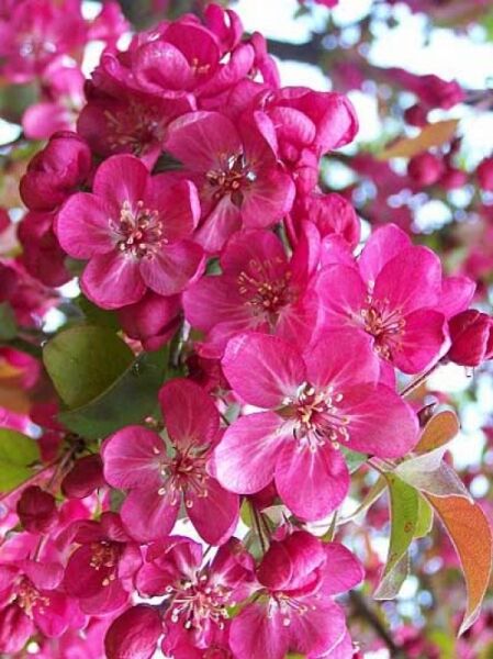 Zierapfel 'Coccinella'  / Malus 'Coccinella'