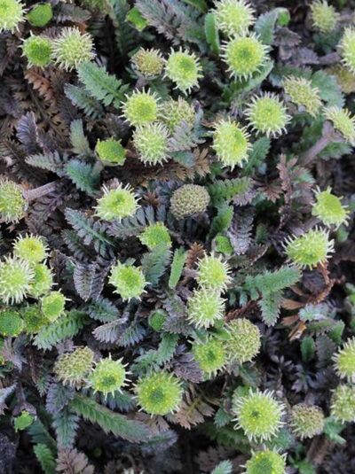 Cotula potentillina / Fiederpolster