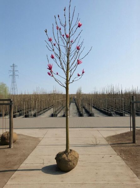 Magnolia 'Galaxy' / Großblumige Magnolie 'Galaxy' Hochstamm mit rosa Blütenknospen, Ballenware, 20–25 StU