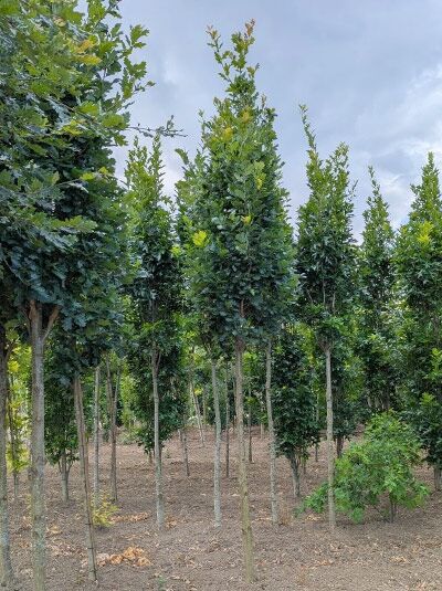 Quercus robur 'Fastigiata Koster' / Säulen-Eiche 'Fastigiata Koster' Hochstamm, schlanke säulenförmige Krone, grünes Laub