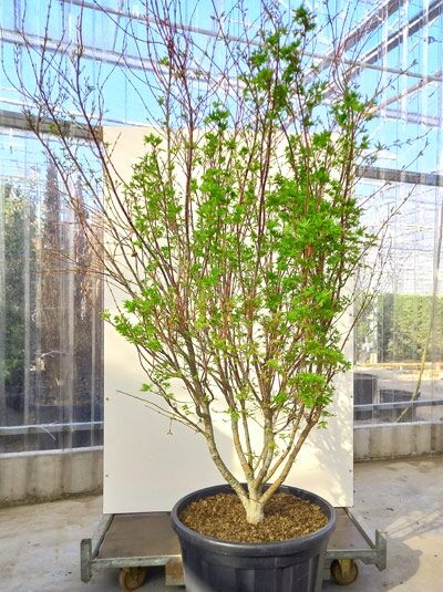 Japanischer Fächer-Ahorn Acer palmatum 'Red Wood', mehrstämmiger Strauch im Container C180, Höhe 200-250 cm